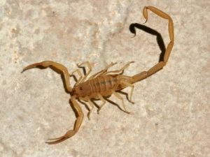 Bark Scorpion