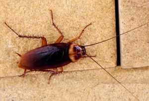American Cockroach