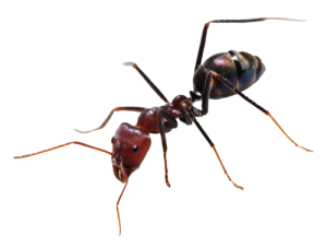 Ant