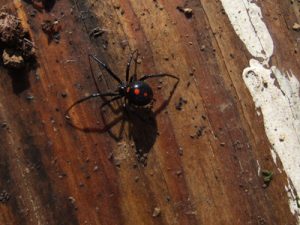 Black Widow Spider