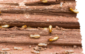 Termite infestation